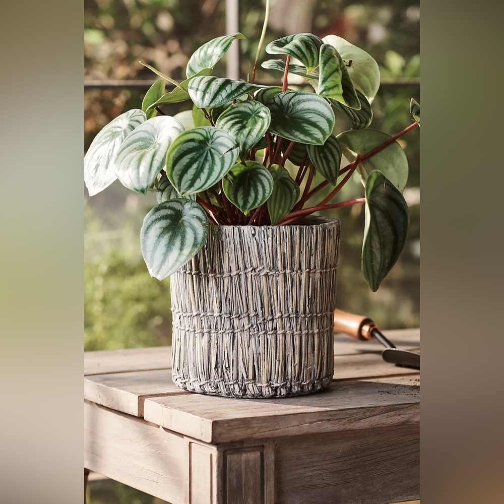 Anthropologie Terrain Petrie Cylinder Cement Planter, 7